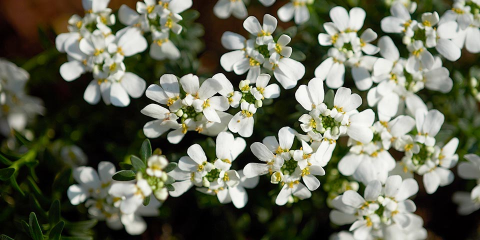 百月院の樹木葬